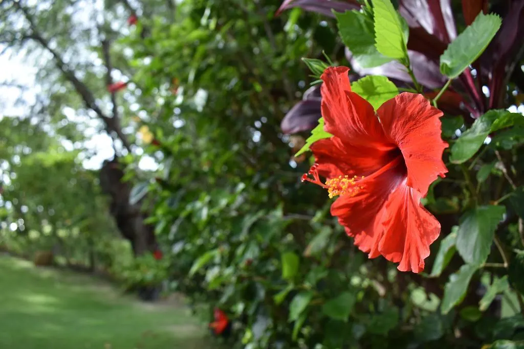Nona Lani Cottages Kihei 0*,  États-Unis